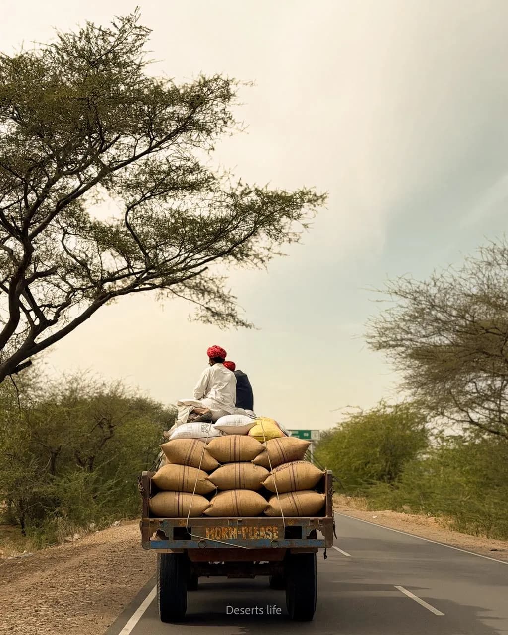 Deserts Life Journey - cattle-herd