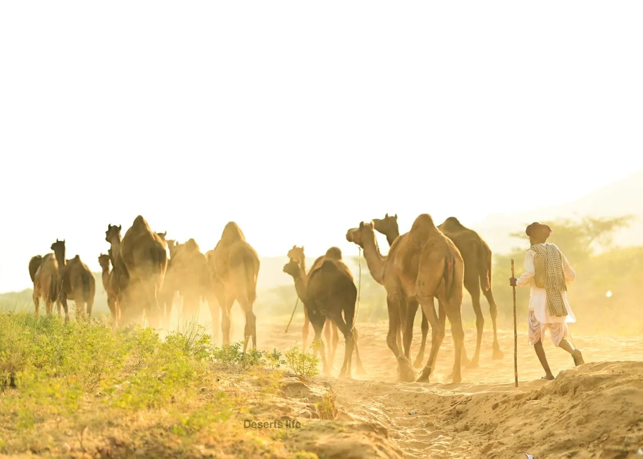 Deserts Life Journey - desert-home