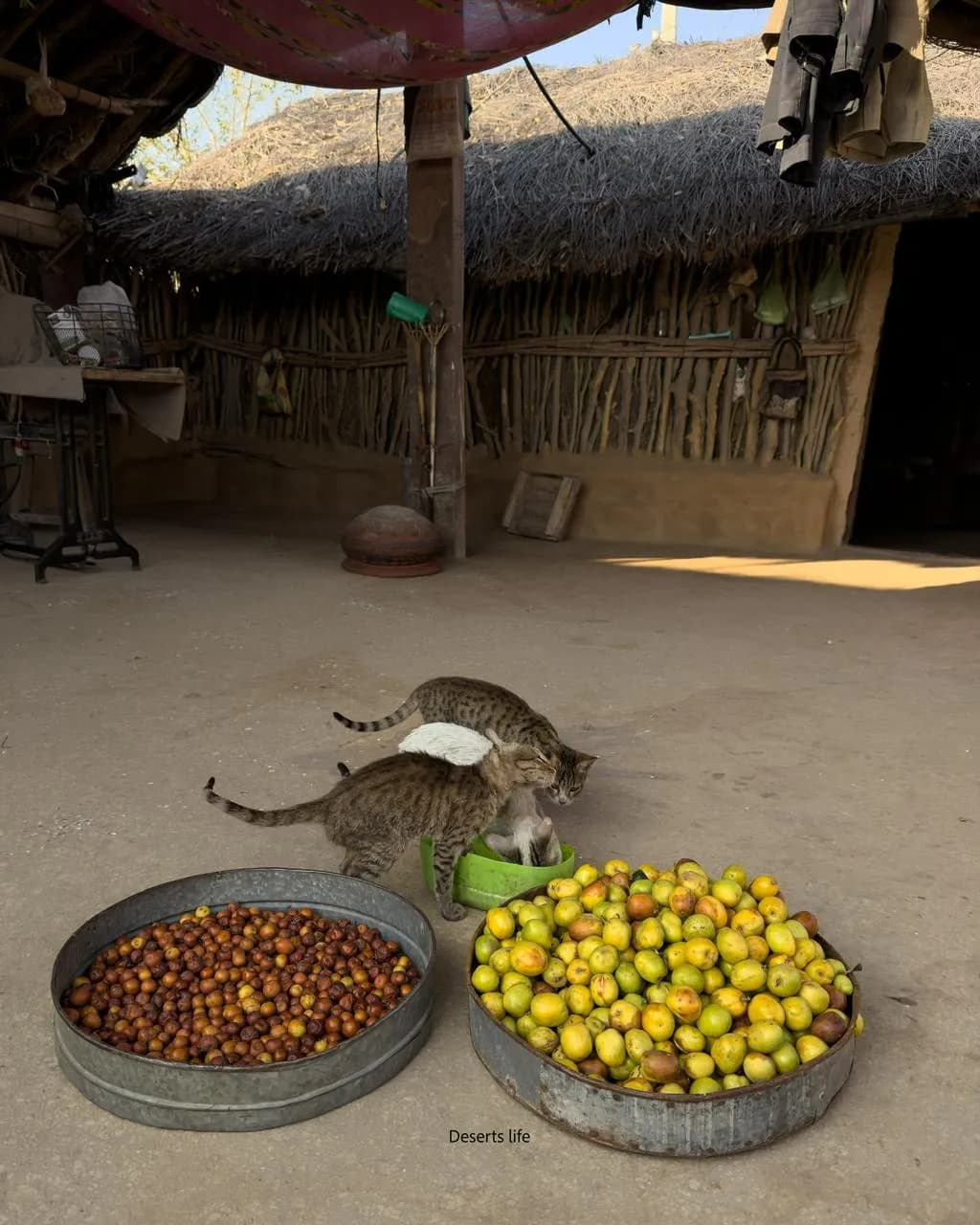 Deserts Life Journey - morning-chores
