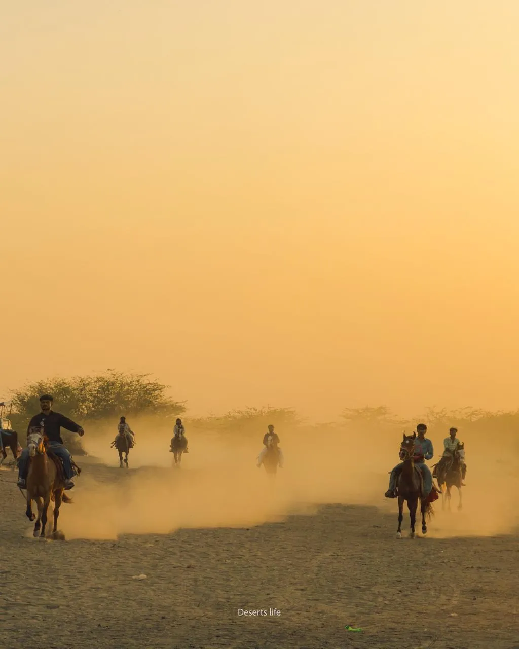 Deserts Life Journey - tharparkar-cows